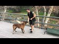 Dog Training Power-ups. Tricks That Make Training FUN! Episode 13