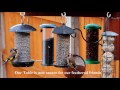 How to Pigeon Proof your Bird Table