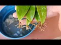 Propagating Hoya flower orchid by leaves and the results are amazing