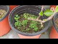 Hard Pruning Bougainvillea || How care June & July month.....