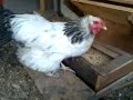 Automatic chicken feeder (rodent proof)