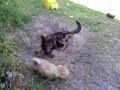 Bear and roxie playing