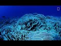 Coral Reefs 101 | National Geographic