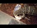 Massive Rat puts up a good fight (live feeding)