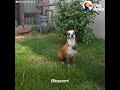 Scared Dog Never Wagged Her Tail Until She Met Her Foster Dad - BLOSSOM | The Dodo