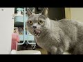 [British Shorthair] At the age of 5, my cat got hooked on milk! Lol