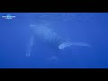 [4K] Swim with Humpback Whales Okinawa #12 EOS 1DX Mark II Nauticam 沖縄 本島 ホエールスイム シュノーケリング