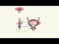 The Micturition Reflex | Bladder Nerve Supply | Renal Physiology