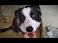 The Border Collie, Found Abandoned in the Rented Apartment, Was Barely Alive When Discovered