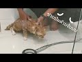 อาบน้ำน้องแมวจรจัดที่เก็บมาเลี้ยงครั้งแรก​ Old stray cats take a shower for the first time!