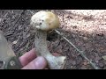 Пошёл в лес по грибы, А ТАМ ОПАСНО ДЛЯ ЖИЗНИ!!! Опасно для жизни ходить в лес за грибами!
