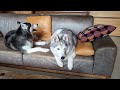 My Husky Takes on the Forest in CANADA! Will We Find a Waterfall?