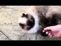Grumpy Himalayan cat doesn’t want to be stroked! 😾