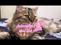 Cute Cats Have The Most Special Relationship With Their Owner ~ Cute Cat Moments #cat #cutecat