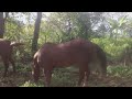 cavalo bom para lida com gado no campo