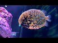 【4K Japan Aquarium】Pinecone fish【Subscribe Now】