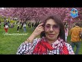Cherry Blossom |Brooklyn Bottanical Garden | festival |Minislittleworld