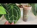 Plant Tour | my houseplant collection ft. my cats