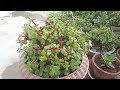 Jade plant care (REHMAT FLOWERS)