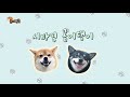 Gom Got Slapped in the Face at Shiba Playground! [Shibainu Gom&Taeng]