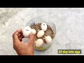 Sunlight chicken egg hatching // Sunlight incubator real egg hatching 100% result part 2