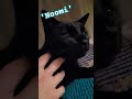 Listen To His Purr!!! ♡ My Beautiful Sleepy black Noomi Cat xx