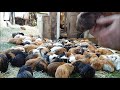 Guinea Pig Herd