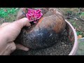 How to propagation new Rose flower color from Red Rose flower bud and Yellow | New hormone