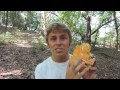 Chicken Of The Woods - Identification, Look-Alikes, Medicinal Benefits, & More with Adam Haritan