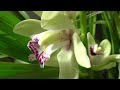 Flower dream Cymbidium orchid - Blütentraum Cymbidium Orchidee -