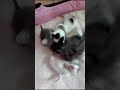 萌小猫呵护宝宝|cute kitty taking care of baby
