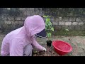 The technique of propagating guava trees with eggplant helps the tree root and germinate quickly