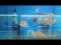 Huge stock of planted and monster fishes 8-9-23