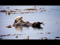 The Fantastic Fur of Sea Otters | Deep Look