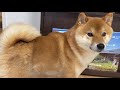 It's so much fun to watch them exchange conversation【shiba dog】