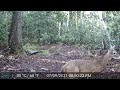 South Florida Trail Cam Footage. Panthers, bobcats, bears, hogs & deer