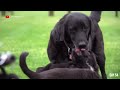 Lab Puppies Growing from 1 Hour to 70 Days - A Documentary