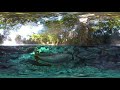 Predators Swim In The Super-Clear Waters Of South Brazil | VR 360 | Seven Worlds, One Planet