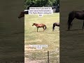 Watch this Alpha Mare do her job! Understanding  herd dynamics. #horse #horsevideo