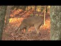 RUT ACTION ALL DAY LONG - Hunting from the Ground