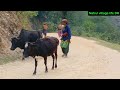 Natrul village life DR|   हिमालयन गाउँ जीवन | नेपाली जीवनशैलीका मानिसहरुको दैनिक क्रियाकलाप 🇳🇵🇳🇵