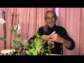 Electro Culture-Ancient Technology for Conscious Gardeners