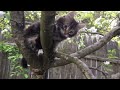 our little Maine coon kitten in the apple tree