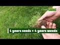 How to get rid of weed grass in your lawn | Without Chemicals and naturally (Part 1 ugly lawn)