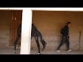 New video about the life horses #4 / Конi Vagavozi 2024