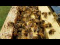 How to tell if hive will accept new mated queen I demonstrate how