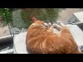 Shy street cat learns to trust again
