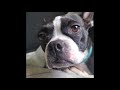 Amazingly Cute & Funny Boston Terriers! (Funny Dog Compilation Video)
