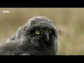 Snowy Owls’ Commitment to Parenthood | Animal Super Parents | BBC Earth