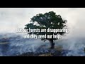 Forest Sounds | Guided Meditation with Miranda Richardson | WWF